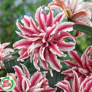 Magic Star Oriental Lily Thumbnail